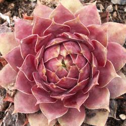 Sempervivum - Dachwurz - Hauswurz